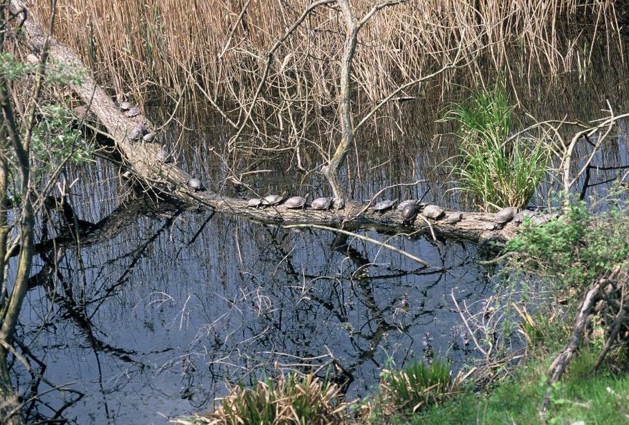 Nestos, Meer Und Berge - Griechenland Mal Anders Zarkadhiá Esterno foto